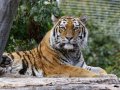ZOO-Viden 24 srpen 2014 065.JPG